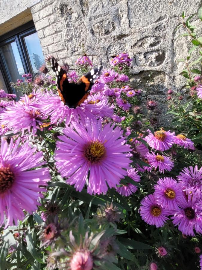 Studio Bienvenue Du Cote De Chez Nous Avec Jardin Privatif Wignehies Eksteriør billede