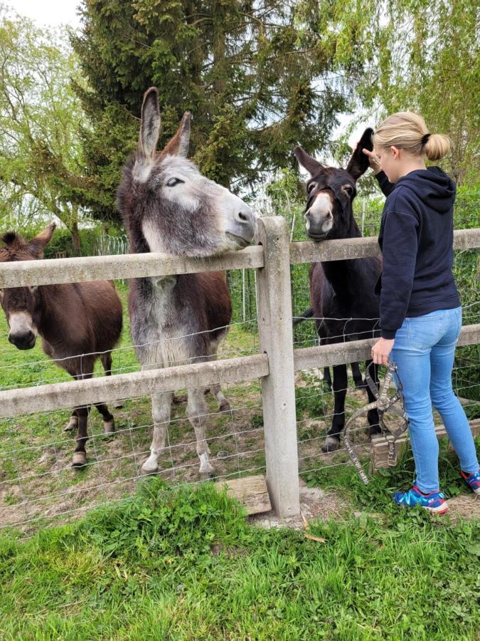 Studio Bienvenue Du Cote De Chez Nous Avec Jardin Privatif Wignehies Eksteriør billede
