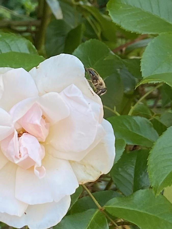 Studio Bienvenue Du Cote De Chez Nous Avec Jardin Privatif Wignehies Eksteriør billede