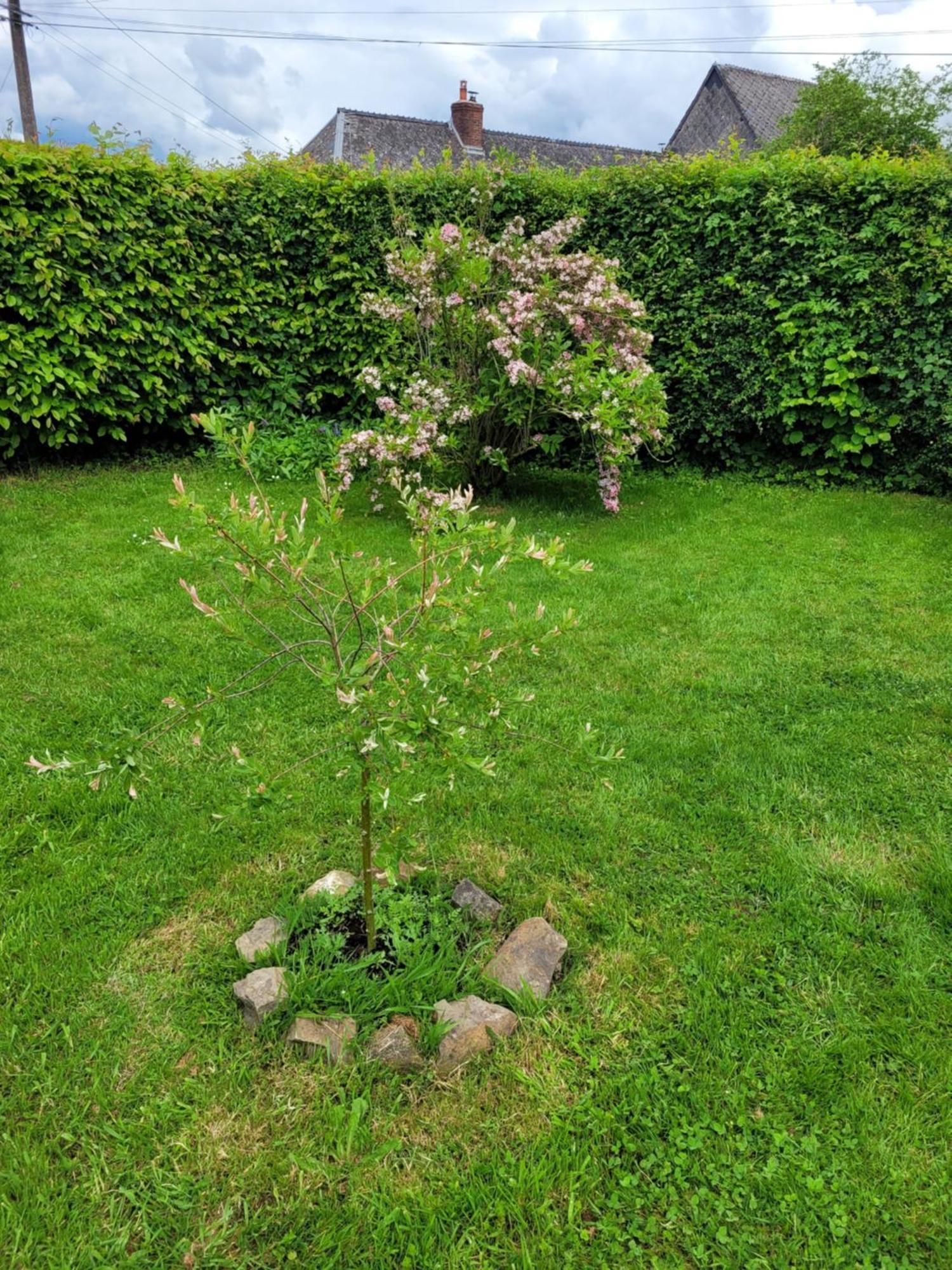 Studio Bienvenue Du Cote De Chez Nous Avec Jardin Privatif Wignehies Eksteriør billede